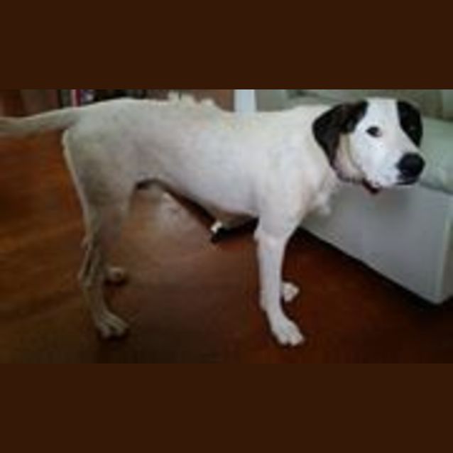 Photo of Buster (Adoption Pending)