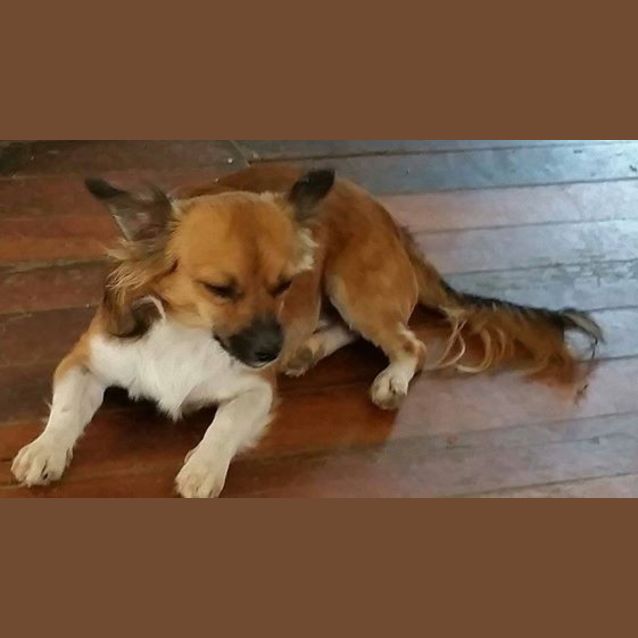 Photo of Levi (Adoption Pending)