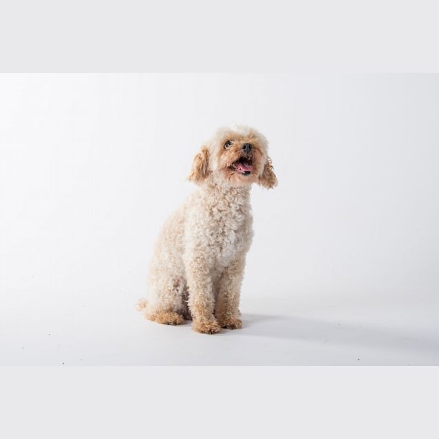 Photo of Rosie