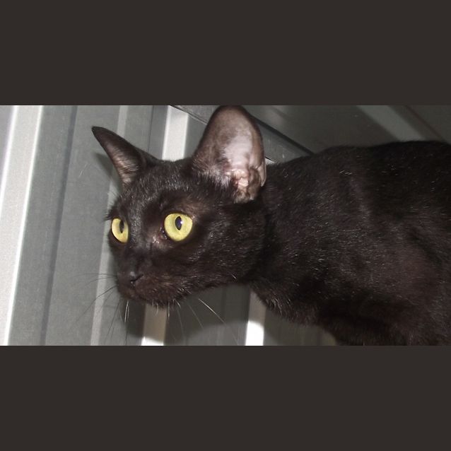 Photo of Indie (The Pet House Westfield Tuggerah 43535474)