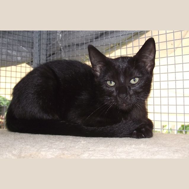 Photo of Charlotte (Chiquita)