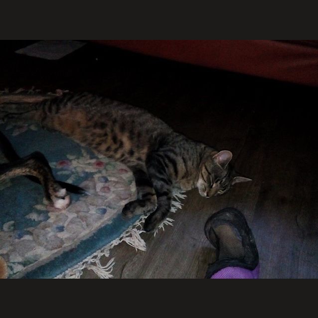 Photo of Milton   Adoption Pending