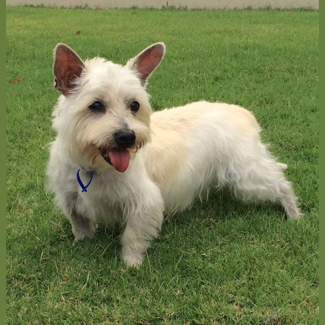 Photo of Jock (On Trial 22/1/15) ~ Westie