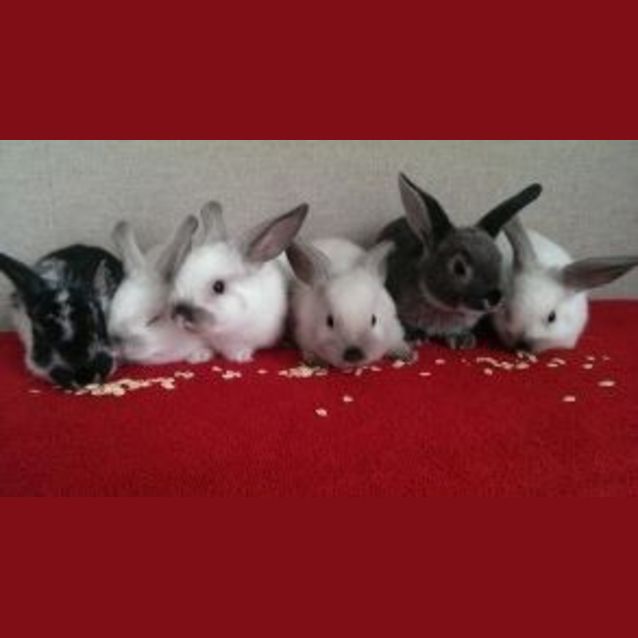 Photo of Popcorn And Dixie
