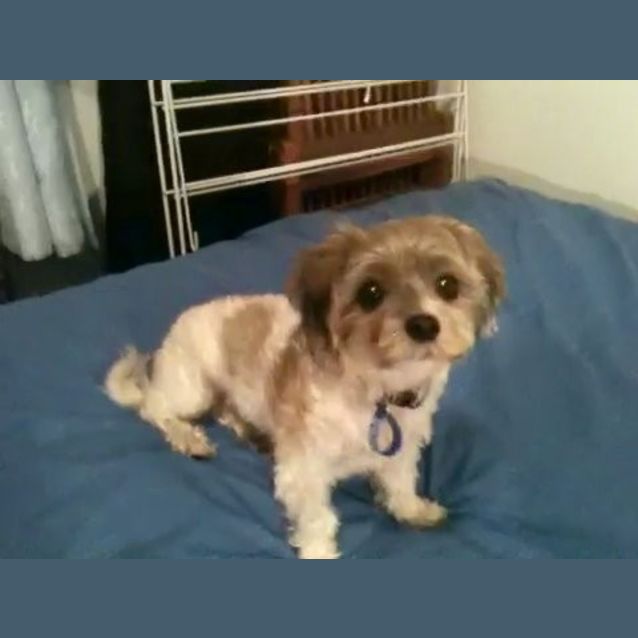 Photo of Frankie (On Trial 17/1/15)~ Female Shih Tzu X