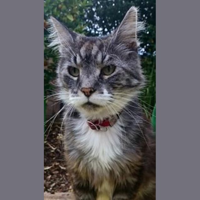 Photo of Teddy