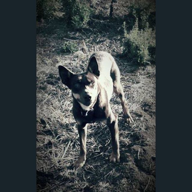 Photo of Jack (Adoption Pending)