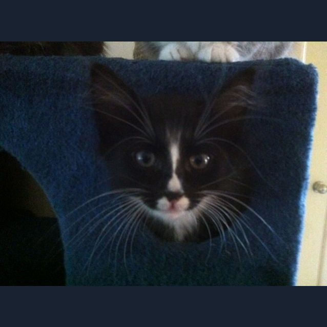 Photo of Ryder