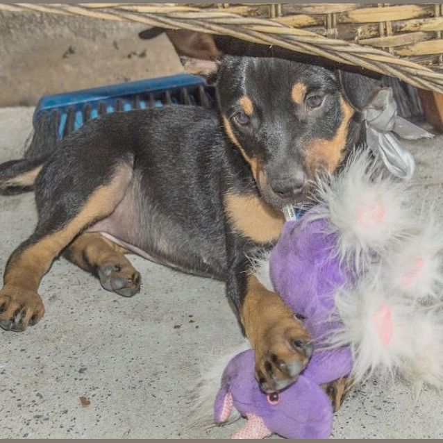 Photo of Petal (On Trial 23/1/15) ~ Kelpie X Cattle Puppy