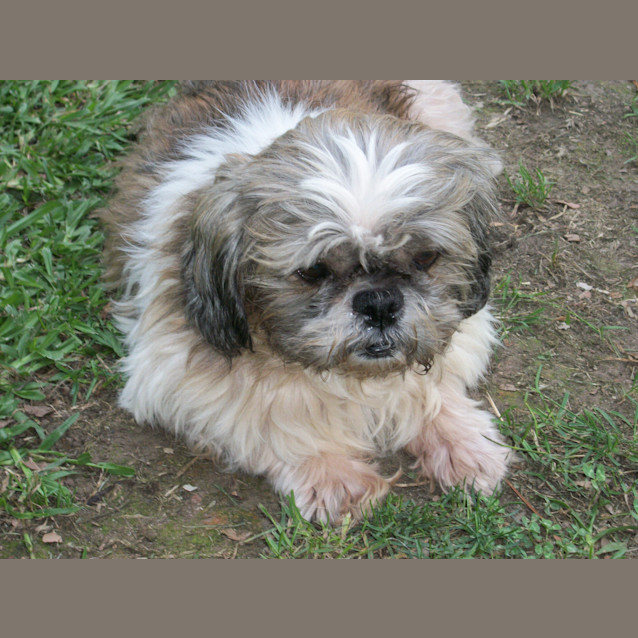 Photo of Pixie   (On Trial 30/1/15)