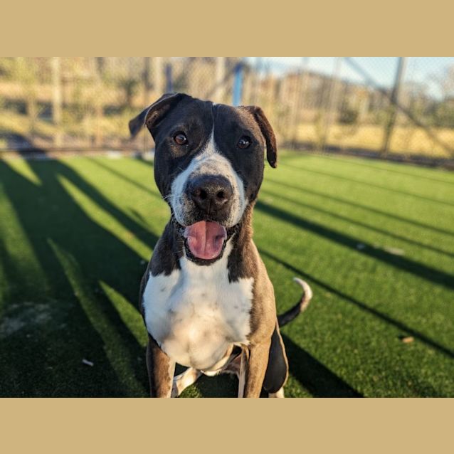 Photo of Howie (Imp No. 1972)