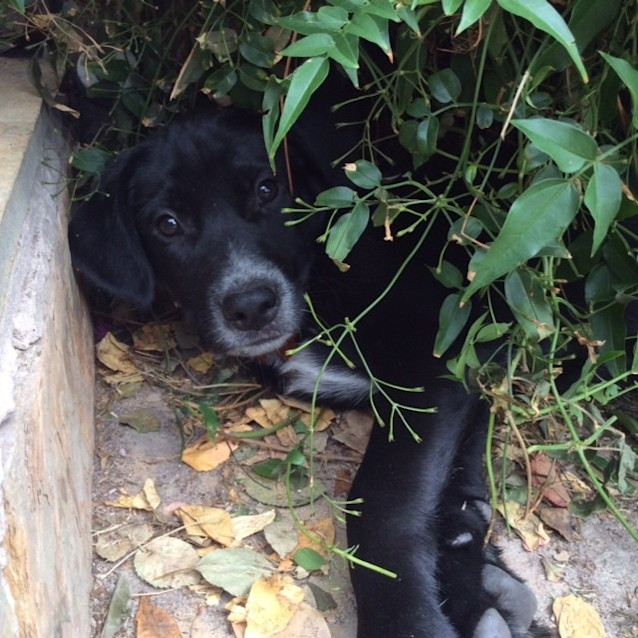 Photo of Tinsel
