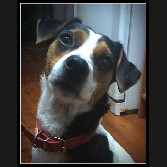 Photo of Casey