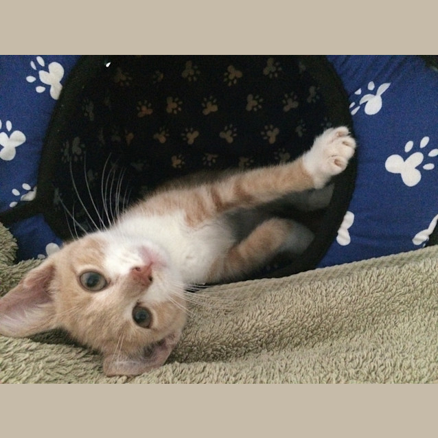 Photo of Flynn
