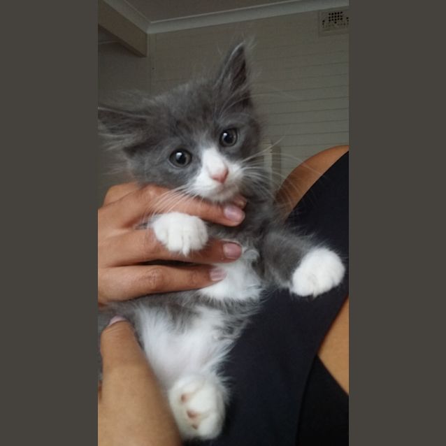 Photo of Hercules