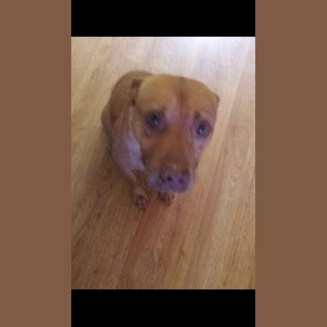 Photo of Brocky Boy!  Such A Looker...