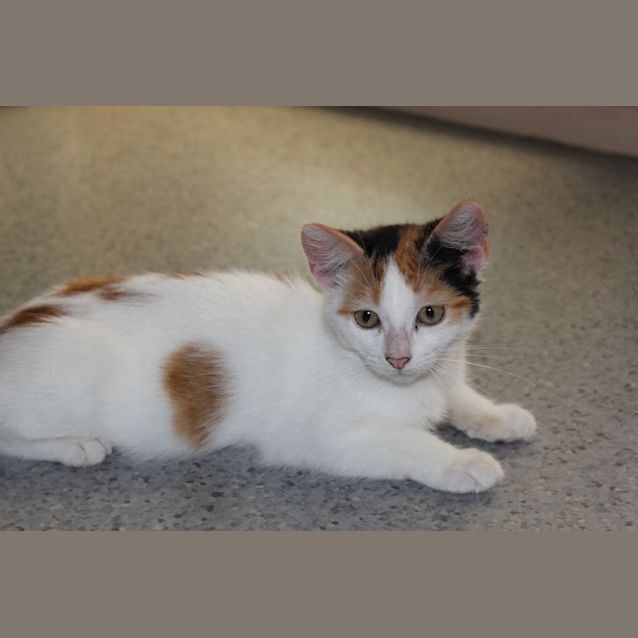 Photo of Rosebud