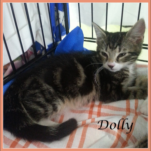 Photo of Dolly