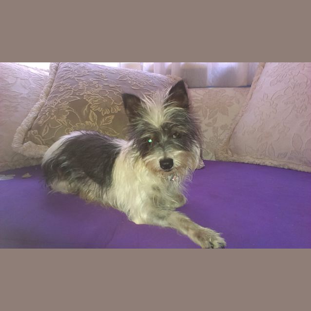 Photo of Cleo 