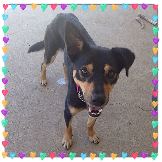 Photo of Sammy ** The Best Behaved Dog Ever **