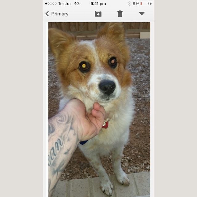 Photo of Humperdinck   Cat, Dog And Kid Friendly!