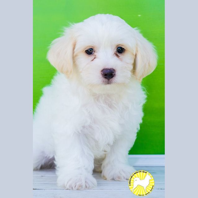 Photo of Louie (Adoption Pending)