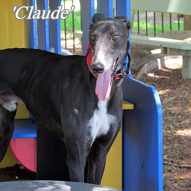 Photo of "Claude" The Handsome One. Sunny Coast/Brisbane