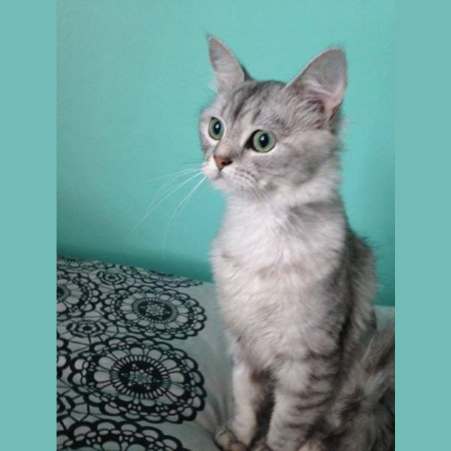 Photo of Chilly