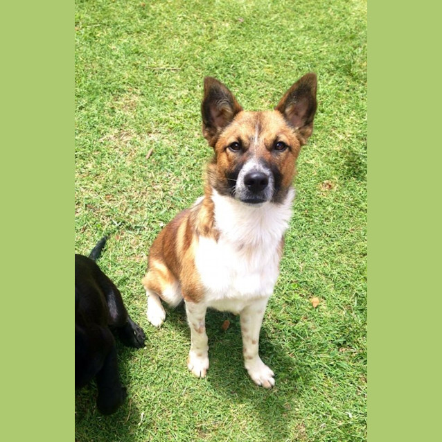 Photo of K9