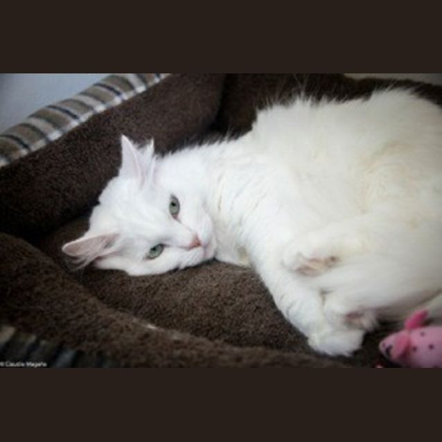 Photo of Phoebe (Ec0042)