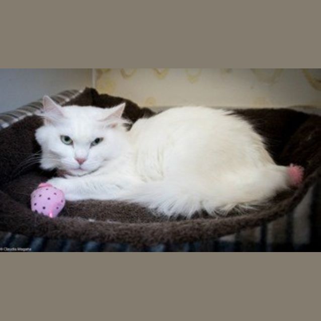 Photo of Phoebe (Ec0042)