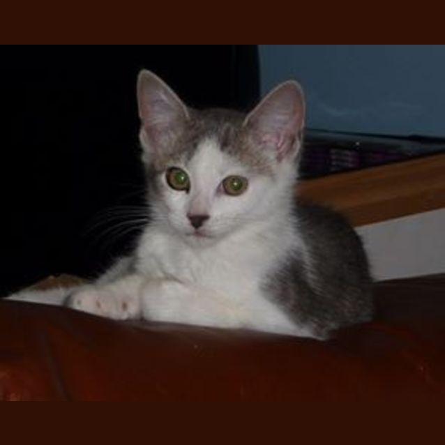 Photo of Silver ** Adoption Day**
