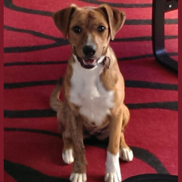 Photo of Maple