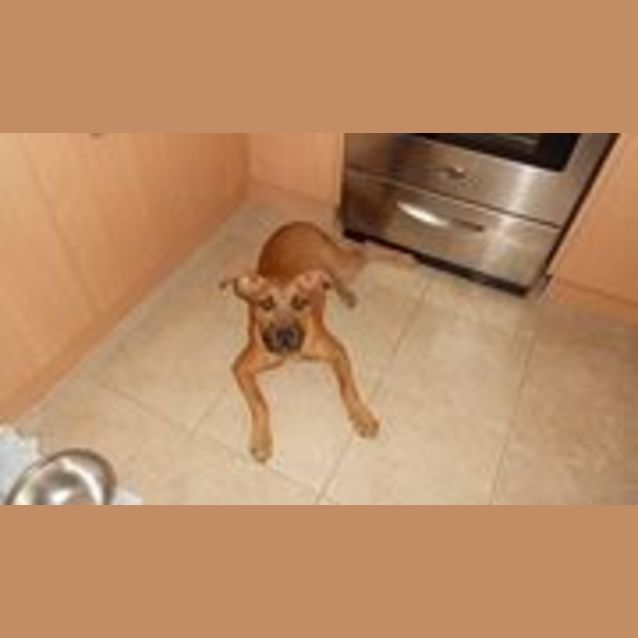 Photo of Jaffa (Adoption Pending)
