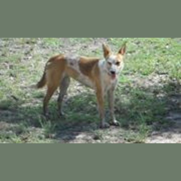 Photo of Gidget (Adoption Pending)