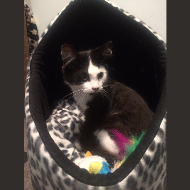 Photo of Rupert The Snuggler