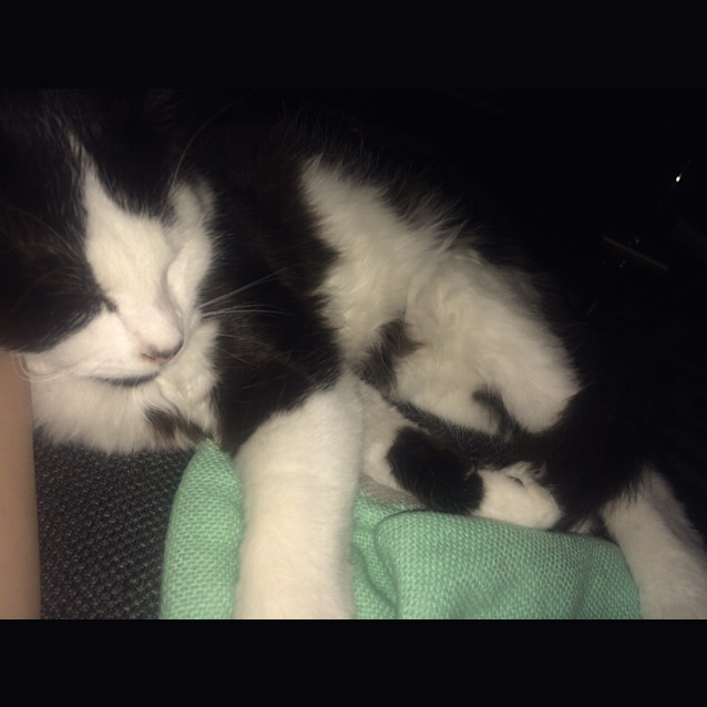 Photo of Rupert The Snuggler