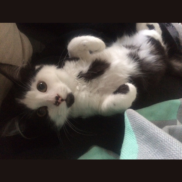 Photo of Rupert The Snuggler