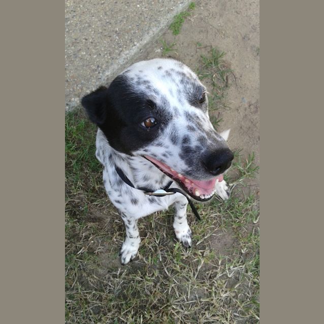 Photo of Pippa 