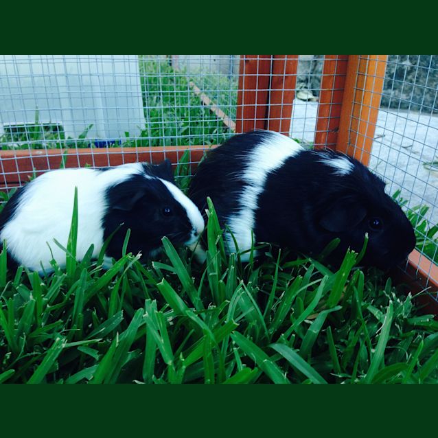 Photo of Bessie And Cowgirl