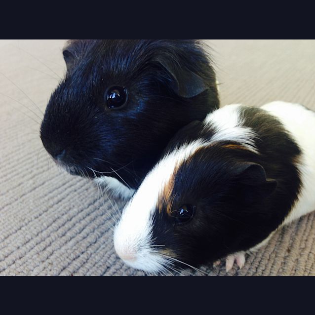 Photo of Bessie And Cowgirl