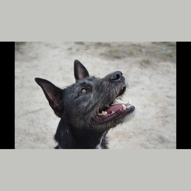 Photo of Friendly Jed   Cat And Dog Friendly