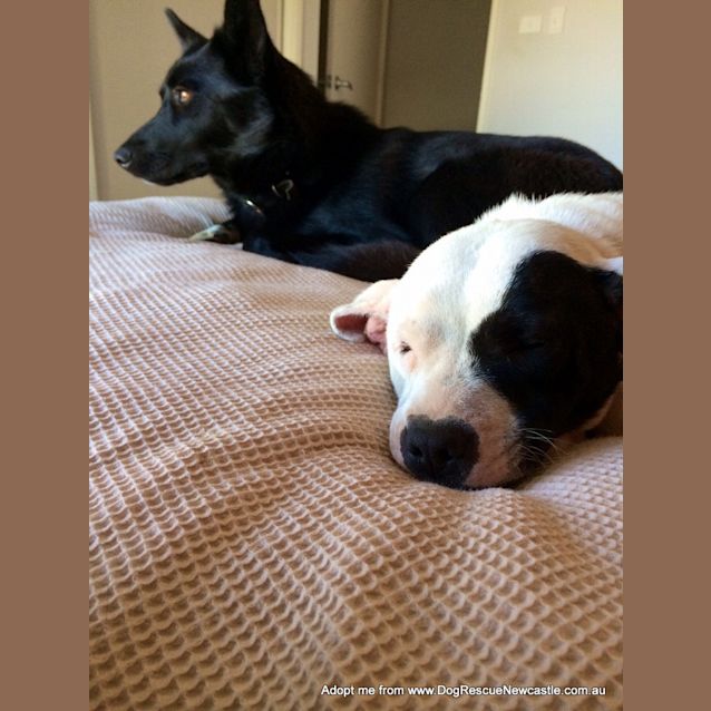 Photo of Lady (On Trial 1/2/15) ~ English Staffy