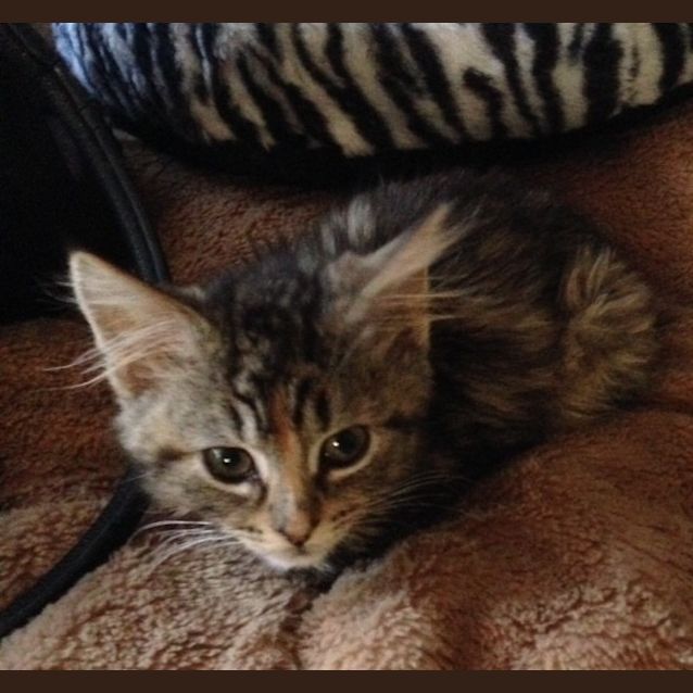 Photo of Cadence