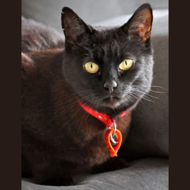 Photo of Harriet (Bn C256) 