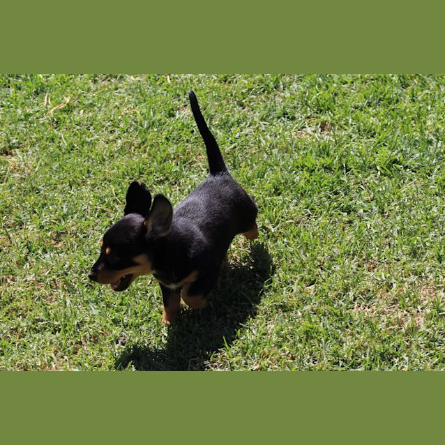 Photo of Onyx