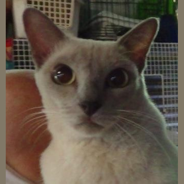 Photo of Sybil
