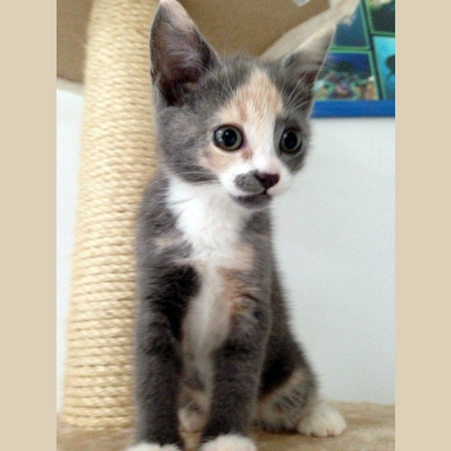 Photo of Luna