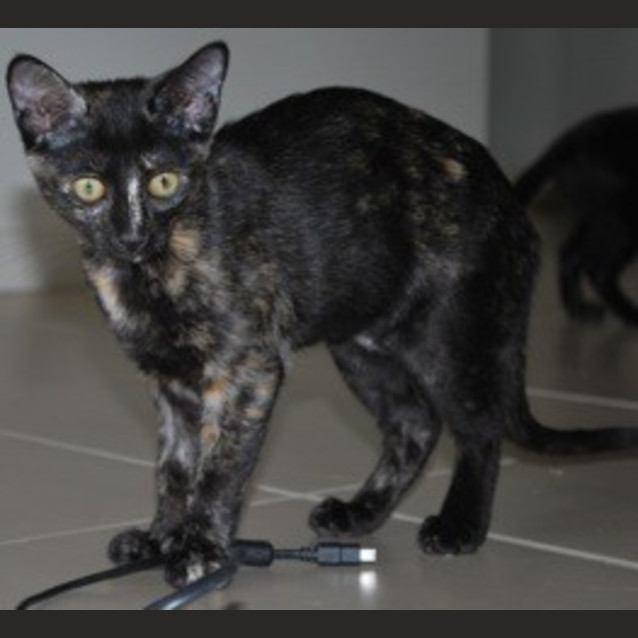 Photo of Leena And Monkey (Dual Adoption)