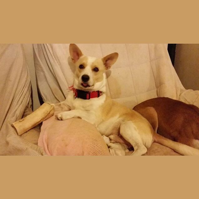 Photo of Milo (Adoption Pending)